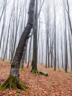 Bare trees in fog, Maramures, Romania