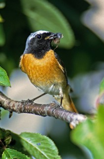Garden redtail, Phoenicurus phoenicurus, redstart, birds, feeding, garden, garden birds, high size,