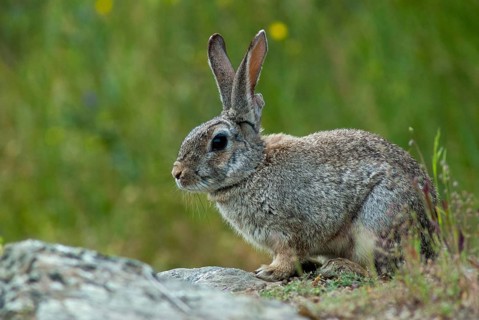 European rabbit, hare-like, rabbit, oryctolagus cuniculus, wild rabbit, Extremadura, mammals,