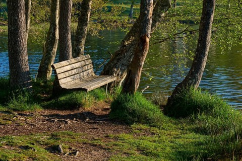 A wooden bench stands alone by the water, surrounded by tall trees and green vegetation,