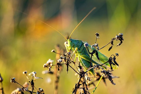 A grasshopper perches on dry plants in the sunshine: the Great green bush cricket near Herleshausen