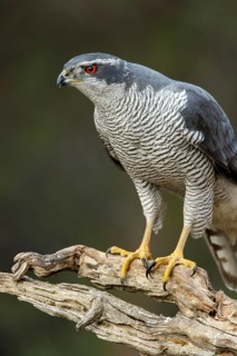 Northern Goshawk (Accipiter gentilis), adult male, Castile and Leon, Spain