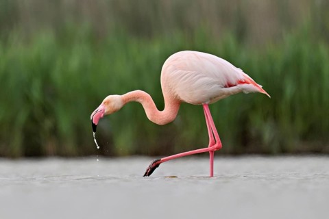 A greater flamingo (Phoenicopterus roseus) wading in a pond, Camargue Regional Nature Park,