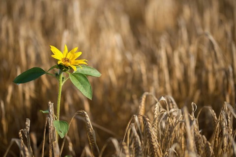 Asteraceae, annual sunflower, common sunflower, helianthus annuus, daisy, common sunflower, flora,