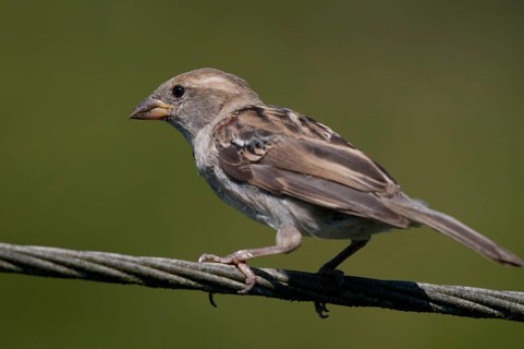 House Sparrow, Passer Domesticus, Sparrow, Birds, Adolescent, Juvenile, Passeri, Songbirds,