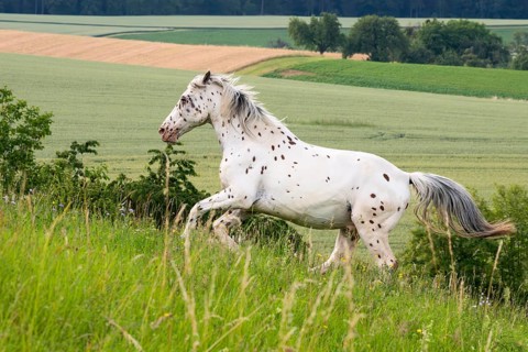Horse, Knabstrupper, Tigerschecke, gelding, galloping in the pasture