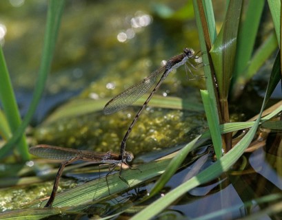 Common winter dragonfly, Sympecma fusca, winter damselfly, damselflies, dragonflies, egg