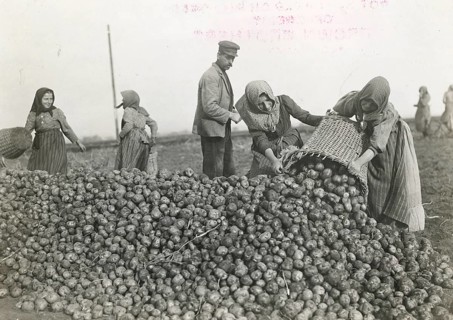 Bavaria, Polish harvest workers, potatoes, harvest, woman's work, agricultural work, poverty, maid,