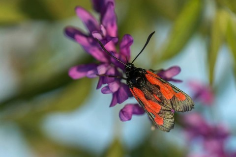 Thyme ram, transparent burnet, zygaena purpuralis, blood droplets, butterfly, insects, moths,