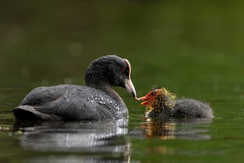 A coot (Fulica atra) feeding a chick – sweet, cute, baby animals, raising young, feeding, May,