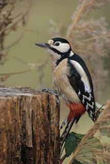 Great Spotted Woodpecker, Great Spotted Woodpecker, Birds, High Size, Portrait, Leo, Male,