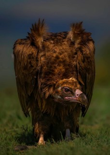 Black vulture (Aegypius monachus) on the ground in a grass field, Pyrenees, Spain
