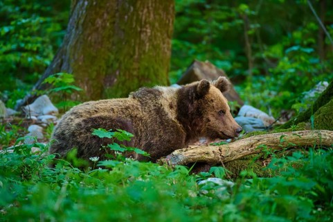 A brown bear lies next to a tree trunk in the forest, European brown bear (Ursus arctos), Slovenia