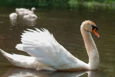 Cygnus olor, mute swan, anatidae, birds, duckbirds, mute swan, male, swan, swans, swans, birds,