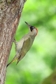 Green Woodpecker (Picus viridis) – a female at her nesting hole in an old oak tree, wildlife,