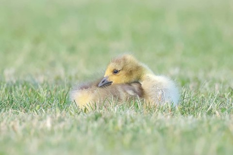 Canada Goose (Branta canadensis), chick resting in a meadow, wildlife, nature photography, goose,