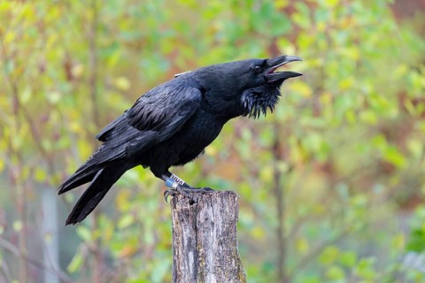 A common raven (Corvus corax) fitted with a GPS transmitter perches on an old fence post amid