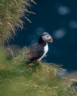Puffin on grassy rock edge, Gjogv, Faroe Islands