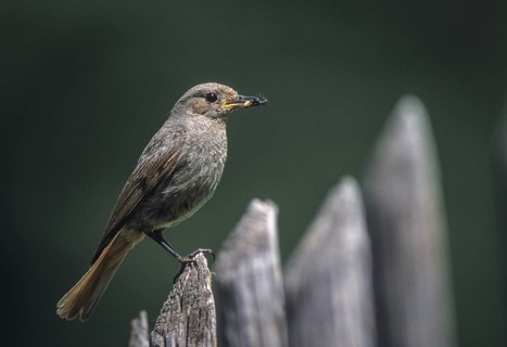 Black redstart, house redtail, Phoenicurus ochruros, birds, feeding, garden, garden fence, garden