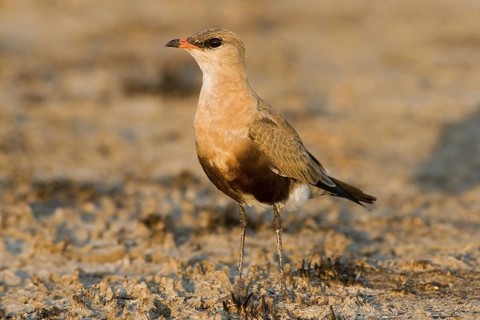 Australian Pratincole (Stiltia isabella), Western Australia, Australia