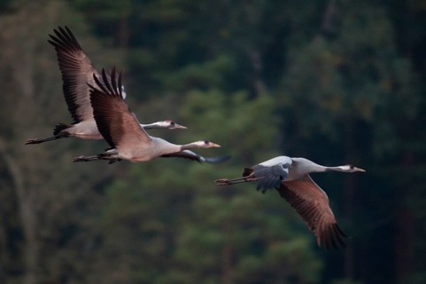 2010, Brandenburg, Crane, Germany, Grus Grus, Crane, Nabu, national natural heritage, natural