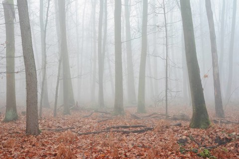 Forest with copper beeches (Fagus sylvatica) and English oaks (Quercus robur) in the morning mist,