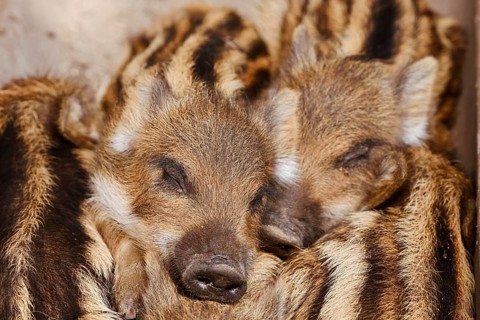 Wild boar (Sus scrofa), piglets huddled close together, North Rhine-Westphalia, Germany