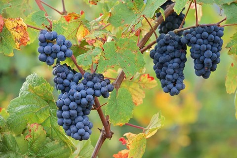 Grapes on the vine, Pinot Noir or Pinot Noir grape variety, Alsace, Grand Est, France