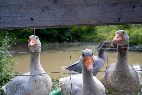 Domestic geese look curiously through bars, Upper Bavaria, Bavaria, Germany