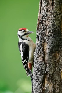 Great spotted woodpecker (Dendrocopos major, Picoides major), young bird, North Rhine-Westphalia,