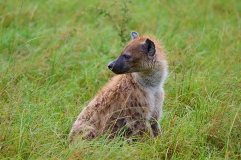 A hyena sitting in a meadow, gazing intently into the distance, spotted hyena (Crocuta crocuta),
