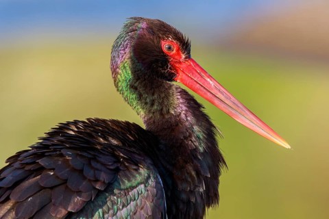 Black Stork (Ciconia nigra) foraging, Greece
