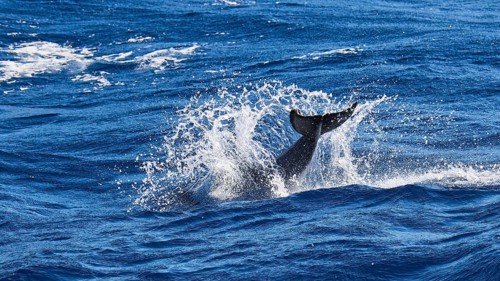 A whale fin whips through the blue seawater causing splashes, whale watching boat tour, whale