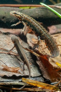 Lissotriton vulgaris meridionalis, Lissotriton vulgaris schreiberi, Schreiber's pond newt, smooth