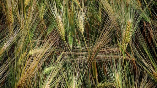 Close-up of green wheat ears (Triticum) showing detailed structures, summer in the Frankenwald