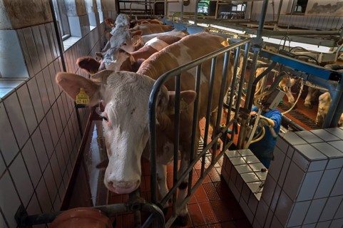 Cows in a milking parlour, Bavaria, Germany