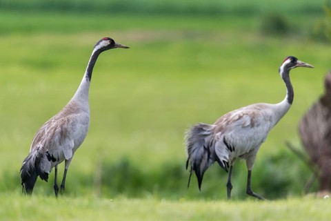 Crane, grus grus, crane, birds, gruidae, gruiformes, cranes, waitbirds, birds