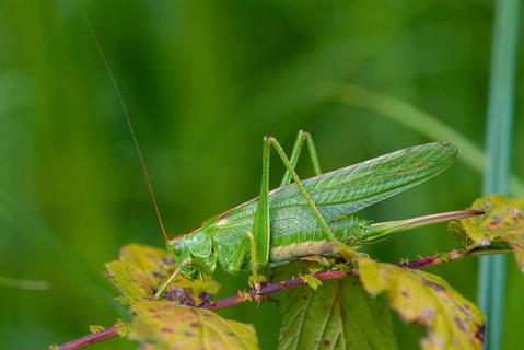 Grasshoppers, Great Green Bush cricket, big hayhorse, green hayhorse, deciduous locusts,