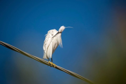Egretta Garzetta, Granelli, Italy, Little Egret, Pantani Cuba and Longarini, Little Egret,