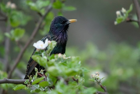 Star, Starling, Sturnus Vulgaris, Birds, Spring, Meadow Orchard, Passeri, Songbirds, Jump, Orchard,