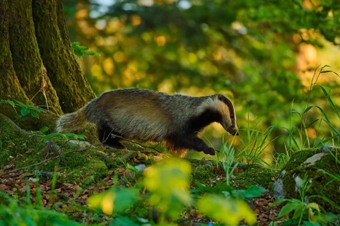A badger moves through the woodland in the warm sunlight, European badger (Meles meles), Slovenia