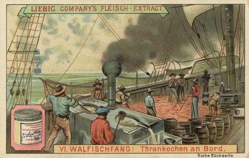 Whaling picture series, process of extracting oil from whale bacon, cooking, on a whaling ship,