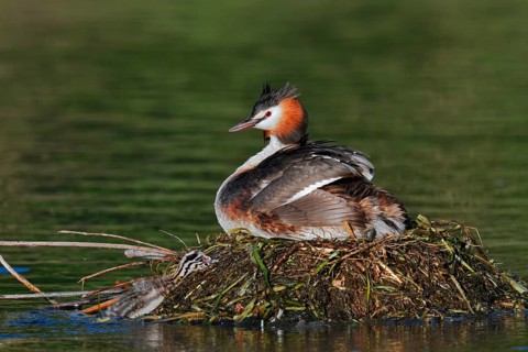 Great Crested Grebe (Podiceps scalloped ribbonfish) with chicks on the nest, North