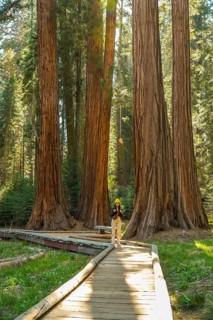 Female traveler walking along a wooden boardwalk, surrounded by towering, centuries old giant