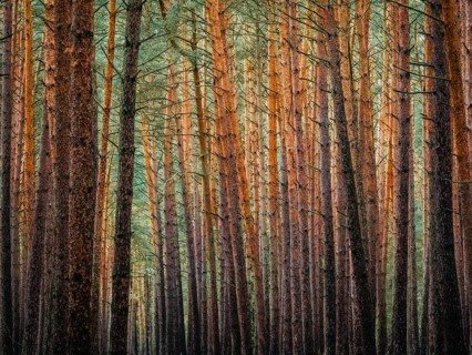 Red and orange in a pine forest, Nossentiner Schwinzer Heide nature park Park, Mecklenburg-Western
