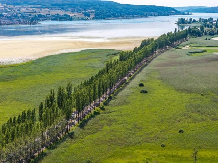 The 1, 300 meter long poplar alley on Reichenauer Damm connects the mainland near Constance with