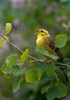 Emberiza citrinella, Yellowhammer, Yellowhammer, birds, song, high size, portrait format, male,