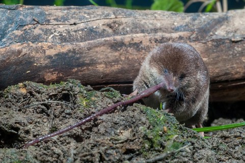 Common shrew, earthworm, insectivora, insectivora, lumbricidae, sorex araneus, forest shrew, prey,