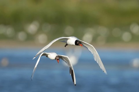 Mediterranean gull (Ichthyaetus melanocephalus) adult bird in flight being chased by a Black headed