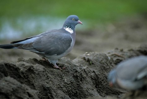Columba palumbus, woodpigeon, birds, columbidae, doves, pigeons, birds